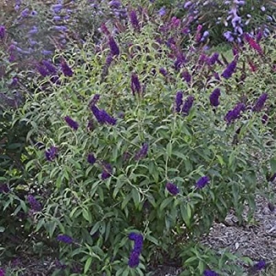 Dark Dynasty Butterfly Bush - Click Image to Close